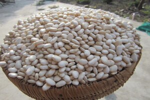 上海崇明农产品自家种洋扁豆干白扁豆籽本地新鲜蔬菜