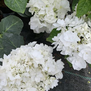 白色爆米花雪球雪舞绣球花盆栽地栽阳台庭院花卉植物花苗重瓣新品