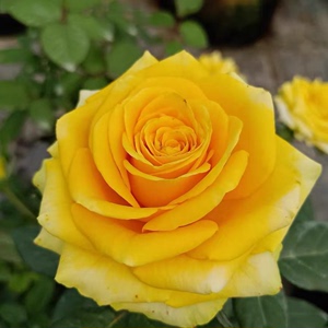 静静的花园【苏格兰黄油】玫瑰花月季花苗特大切花盆栽四季