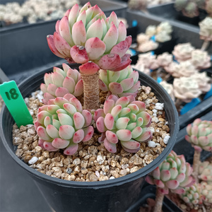 蓝精灵老桩控养青苹果多肉控养老桩盆栽窗台 一物一拍 满48包邮