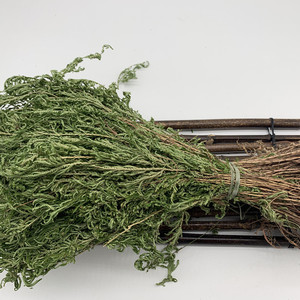 石上柏广西中草药岩柏草500克 野生石柏中药材地柏新鲜晒干卷柏草