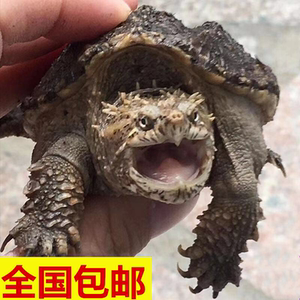 新疆纯种爆刺小佛鳄龟苗北美鳄大鳄龟活宠物观赏水龟凶猛霸气包邮