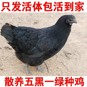 散养纯种五黑鸡活体绿壳蛋鸡 五黑母鸡 土鸡乌骨鸡乌鸡种鸡