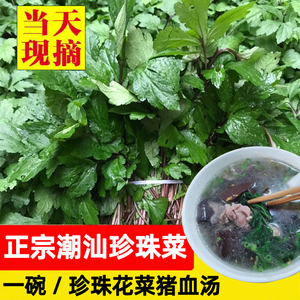 tb548067612淘宝潮汕珍珠菜苗真珠花菜苗带土红脚艾白苞蒿活血菜