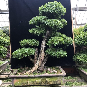 400人付款淘宝雀梅悬崖式树桩山石造型盆景室内桌面大植物办公室艺术