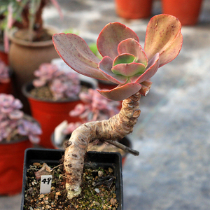 【绿手指出品】 大叶秀妍  多肉上色 老桩多肉 一物一拍 36元包邮