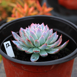 【绿手指出品】紫罗兰女王 一物一拍 小老桩 多肉植物 满36元包邮