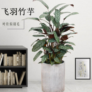 大连同城 飞羽竹芋欣欣向荣室内办公室 净化空盆栽花卉绿植吸甲醛