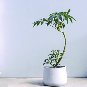 大连同城日本大叶伞保罗盆栽室内观叶绿植物净化空气客厅北欧网红