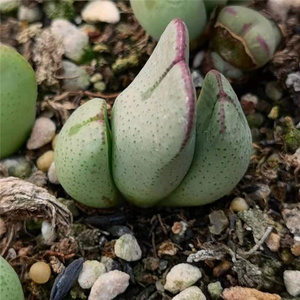 大型红边赤耳少将紫橙肉锥花番杏科趣味多肉植物阳台办公绿植盆栽