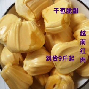 越南新鲜水果红肉老果短圆大苞干苞脆甜木菠萝蜜一整个9斤起