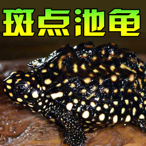 斑点龟观赏宠物吃粪龟深水鱼缸清洁黄头侧颈新手互动黑池满天星龟