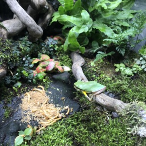 华西雨蛙/树蛙/活体宠物/爬虫/亲子教育