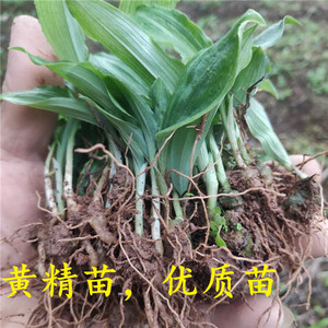 黄精种子苗一百棵 野生猫儿姜 猫猫姜种苗 不倒苗甜黄精 鸡头黄精