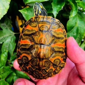 【红翅鱼】红翅鱼品牌,价格 - 阿里巴巴