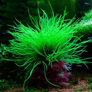 鱼缸造景 仿真水草鱼缸造景美化布景水族箱装饰中前景造景假水草