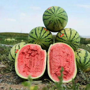 高产晚熟西瓜种子金花金城5号耐旱特大果红心甜水果种籽正品原装