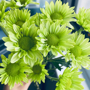 绿精灵小雏菊小皱菊邹菊云南斗南鲜花基地直发昆明花卉市场真花插