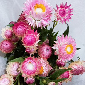 麦秆菊鲜花云南花卉花束真花家用斗南水养基地直发插花家庭昆明