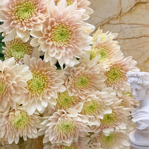 香草沙拉鲜花小雏菊小皱菊邹菊稚鲜花云南基地直发小菊插斗南花市