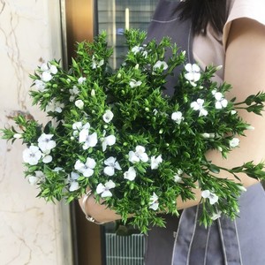 802人付款淘宝青梅鲜花云南花卉花束花市家用斗南市场水养真花插花