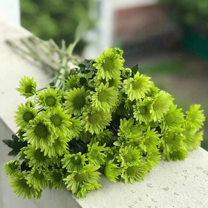 803人付款淘宝绿色鲜花小雏菊小皱菊小邹菊鲜花云南直发基地昆明斗南