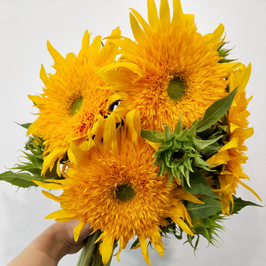 泰迪向日葵重瓣鲜花云南直发家用真花水养花束昆明多瓣多头新鲜