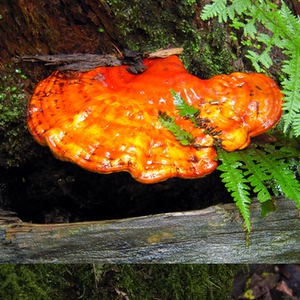 长白山野生松杉灵芝 赤灵芝 木灵芝 4元/克 有山上采摘相片和录像