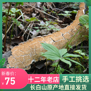 白耙齿菌
