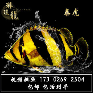 印尼虎鱼三纹虎