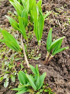 东北野生山葱苗!35颗学名鹿耳韭!也叫寒葱.