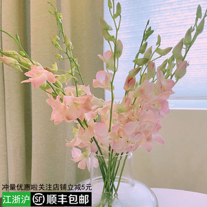 以花之名洋兰鲜花千代兰万代兰直批顺丰上海插花礼装饰水养鲜切花