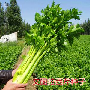 进口文图拉芹菜种子高产西芹种籽耐寒耐热不抽薹 四季蔬菜包邮