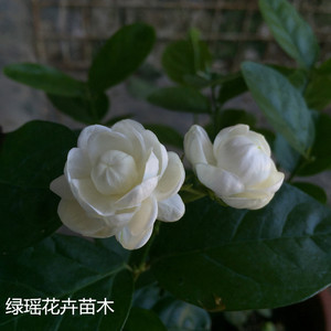 正宗宝珠茉莉圆叶圆宝茉莉阳台庭院盆栽芳香花卉苗圃直销包邮