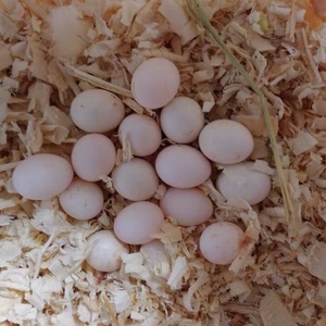 牡丹鹦鹉鸟蛋鹦鹉种蛋人工孵化蛋牡丹鹦鹉蛋 购买请勿直接拍 咨询