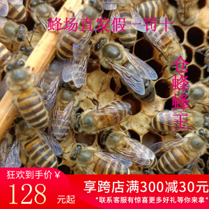 湖南中蜂自繁中华蜂阿坝蜂土蜂仓蜂蜂王杂交活体双色蜜蜂高产蜂种