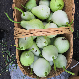 葫芦瓜新鲜蔬菜蒲瓜田蒲菜葫芦 肉葫芦短瓠 瓠瓜 葫芦瓜包邮