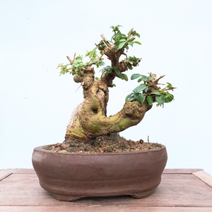 矮霸米冬小盆景 精品小树桩 米叶冬青小叶 四季常青