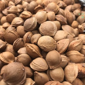 野生山杏仁带壳杏子杏核中药材1斤包邮野生袋装种子乡村小铺