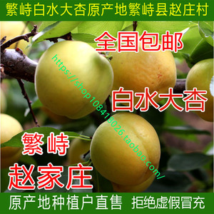 白水杏山西