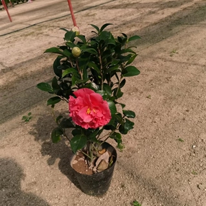 克瑞墨大牡丹茶花开花红色带香味大花型盆栽花卉庭院阳台精品大苗