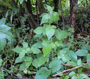 新鲜白毛藤 白英 排风藤 中草药天灯笼毛秀才葫芦草现摘包邮