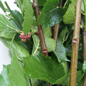 新鲜现采桑枝条野桑树杆食用老桑枝嫩桑枝带皮桑树棍中药材泡脚