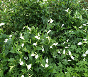 新鲜三白草野外塘边藕天性草水木通整株中药材白面姑白莲藕包邮