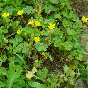 新鲜酢浆草天然黄花酢浆草现采山酸浆草酸酸草新鲜中草药500g包邮