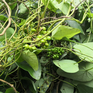 高山自然生长 粪箕笃 田鸡草 飞天雷公 犁壁藤  蛤乸草 千金藤