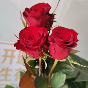 红玫瑰卡罗拉高原红鲜花直批新鲜花束插花真花水养顺丰直发云南