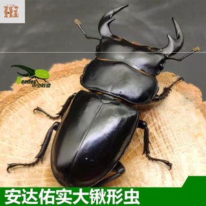 甲虫联盟 安达佑实大锹形虫 成虫 (宠物甲虫幼虫锹甲)