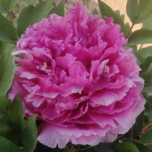 菏泽正宗牡丹花苗红色鲁菏红观赏重瓣大苗树苗庭院盆栽带花苞