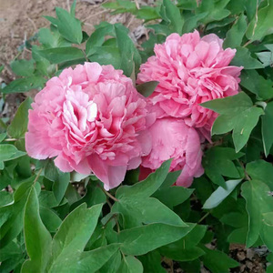 绿洲红菏泽洛阳正宗牡丹苗红观赏大花重瓣大苗树苗庭院盆栽带花苞